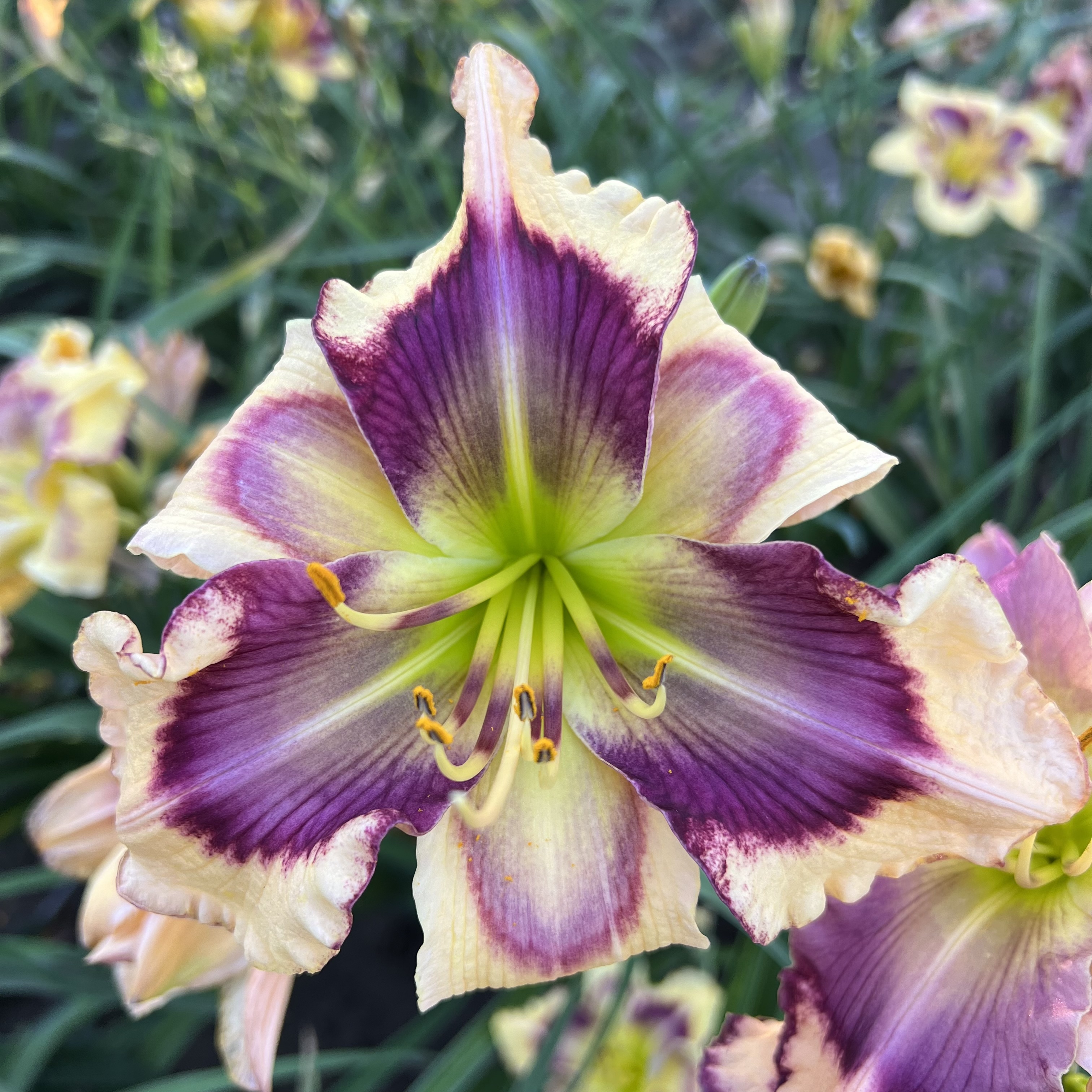 Bx Butte daylilies - Hidden Innuendos